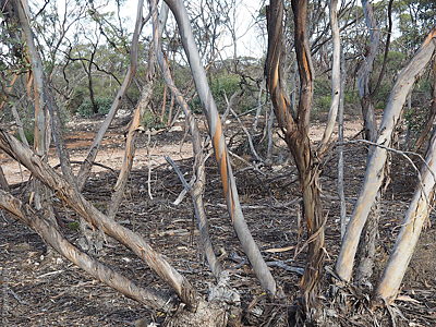 Eucalyptus phenax ssp. phenax p Denzel Murfet Ettrick CP